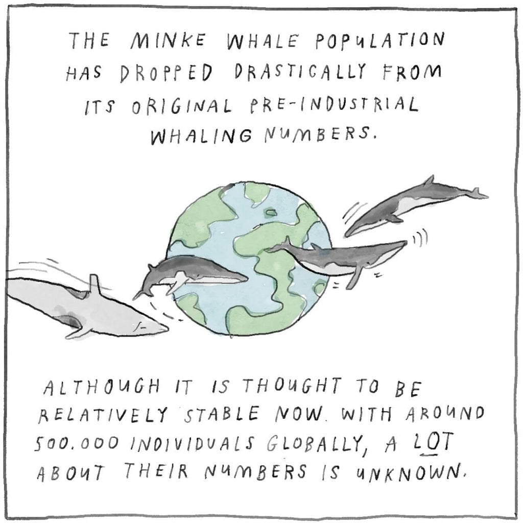 The minke whale population has dropped drastically from its original pre-industrial whaling numbers. Although it is thought to be relatively stable now with around 500,000 individuals worldwide, a lot about their numbers is unknown.