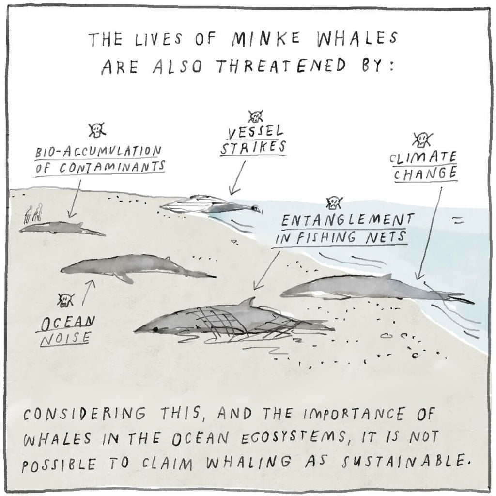 The lives of minke whales are also threatened by many other things: pollution, vessel strikes, ocean noise, entanglement in fishing gear and climate change. Considering this, and the importance of whales in the ocean ecosystem, it's not possible to claim whaling is sustainable.