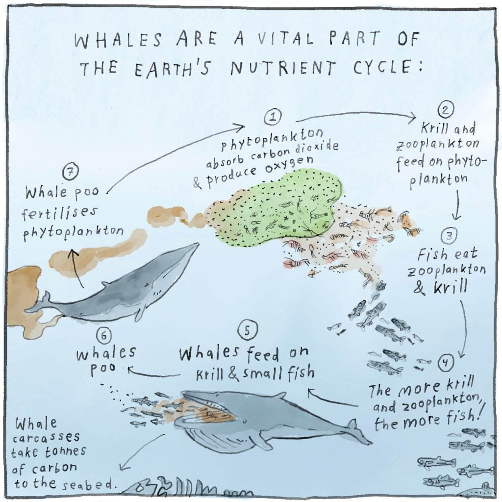 Whales are a vital part of the Earth's nutrient cycle. Phytoplankton in the ocean absorb carbon dioxide and produce oxygen. Krill and zooplankton feed on phytoplankton. Fish eat zooplankton and krill. The more krill and zooplankton there is, the more fish. Baleen whales feed on krill and small fish. They poo. The whale poo fertilises the phytoplankton. It's one big connected cycle.