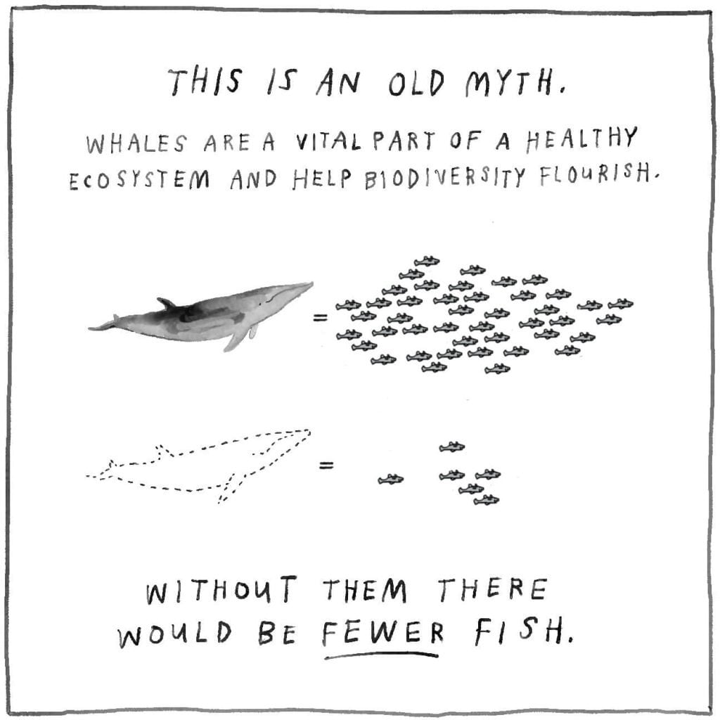 This is an old myth. Whales are a vital part of a healthy ecosystem and help biodiversity flourish. Without whales, there would be fewer fish.