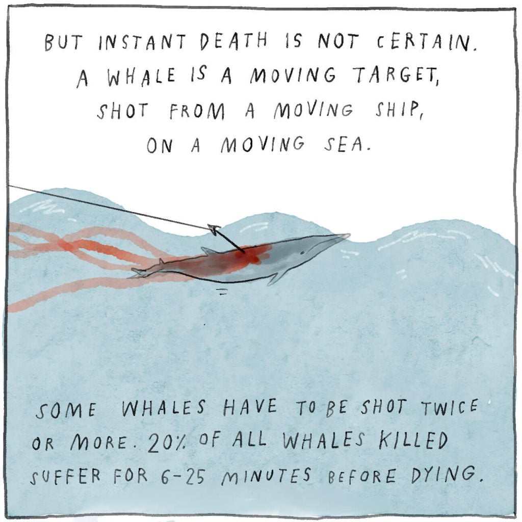 Instant death is not certain. A whale is moving. It is shot from a moving ship, on a moving sea. Some whales have to be shot twice or more. 20% of all whales suffer for 6-25 minutes before dying.