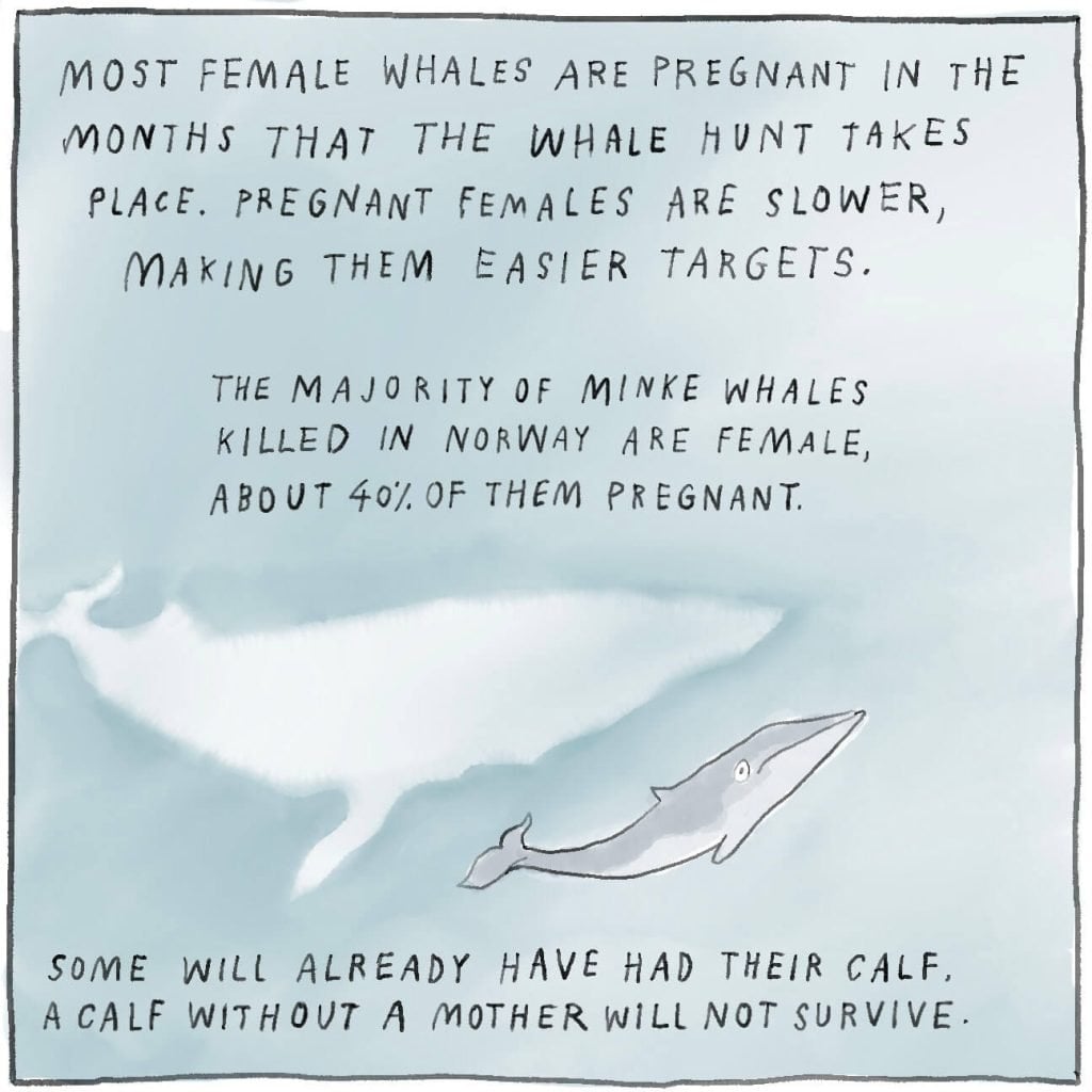 Most female whales are pregnant in the months that the whale hunt takes place. Pregnant females are slower, making them easier targets. The majority of minke whales killed in Norway are female, about 40% of them are pregnant. Some will already have had a calf. A calf without a mother will not survive.