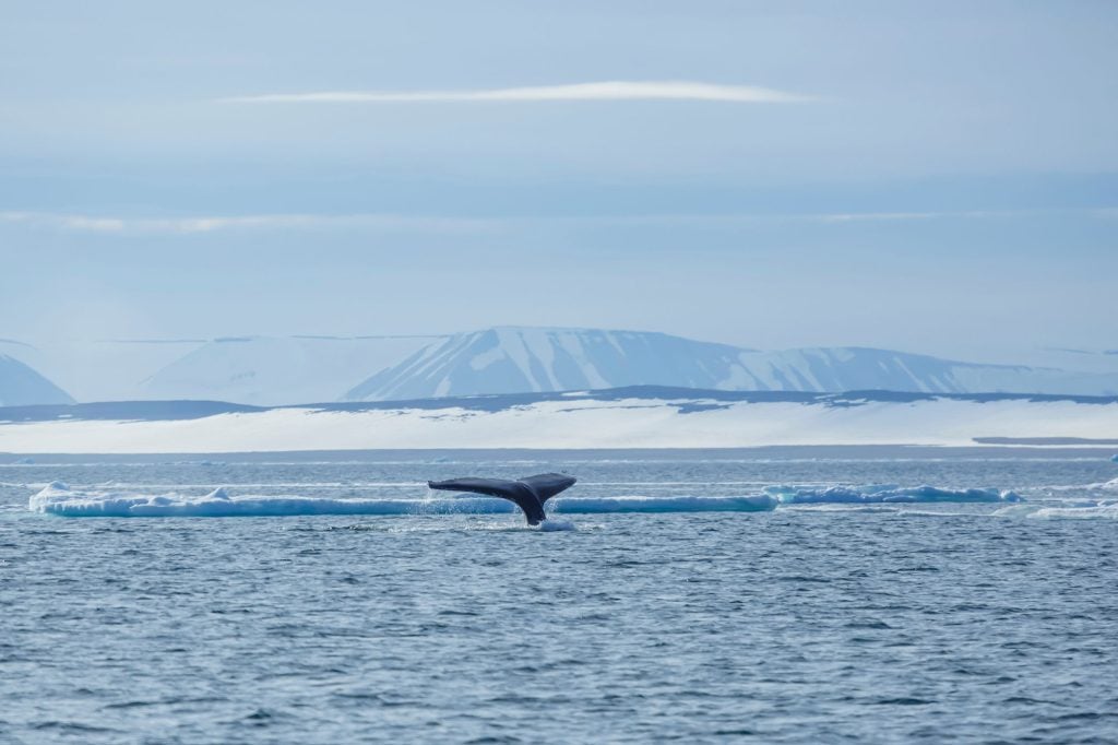 Whale in Spitzbergen © © Thomas Fuhrmann